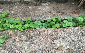 国产人人草,人人草，绿色健康生活新选择